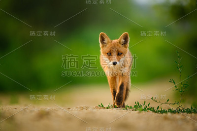 赤狐幼崽，Vulpes Vulpes