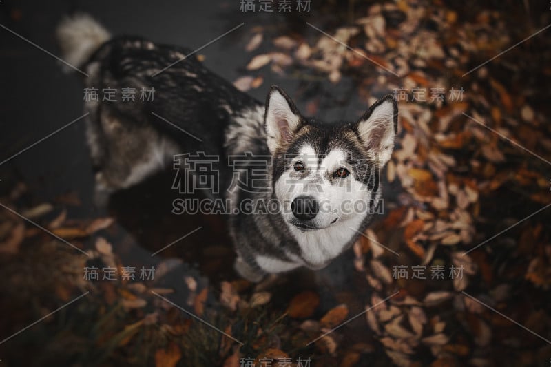 湖中的阿拉斯加雪橇犬