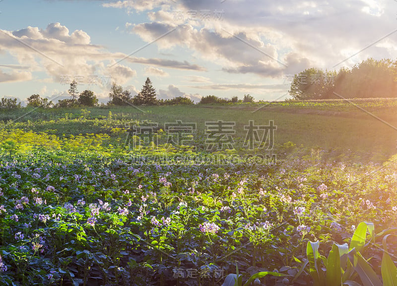 在日落时种植开花的土豆