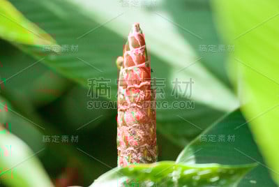 松果姜