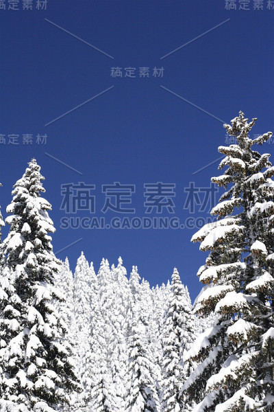 白雪覆盖的松树