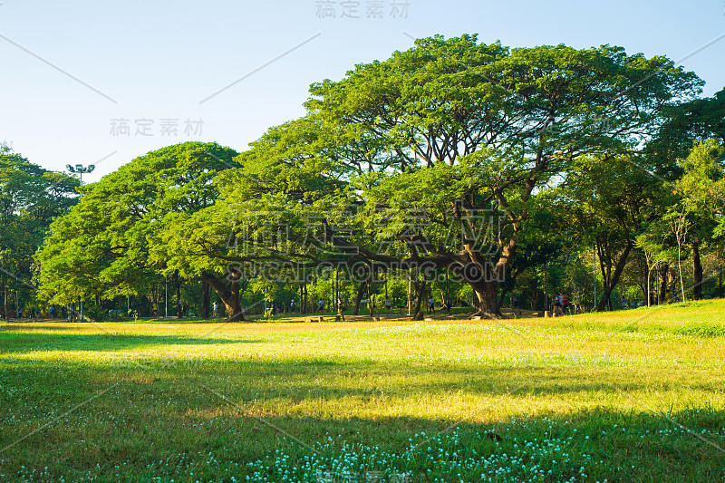 一棵大树生长在公园的草地上