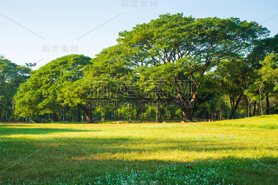 一棵大树生长在公园的草地上