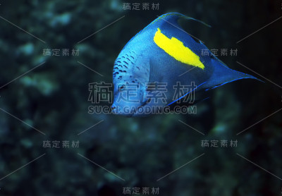 带黄色斑点的蓝色鱼在深海正面看着摄像机