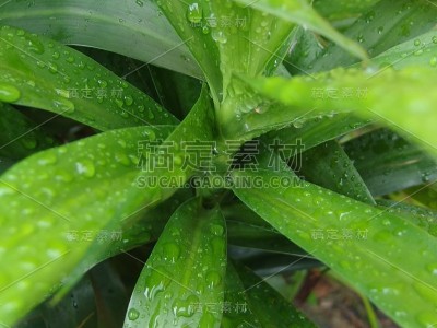 露兜/露兜的大梢