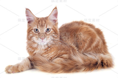 缅因库恩猫