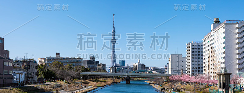 蓝色天空下的河津樱花和东京天空树