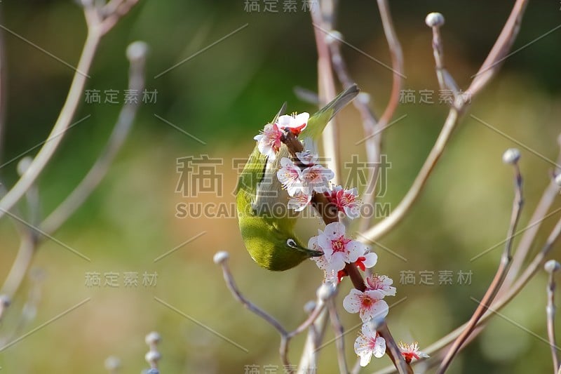 梅花白眼。日本春天的景象