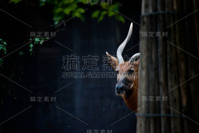 单独的鹿