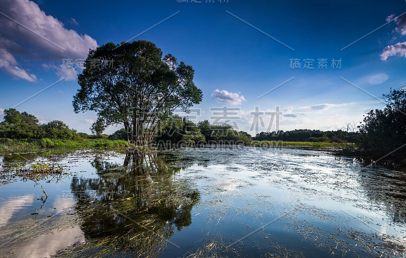 泛滥的河水中的树