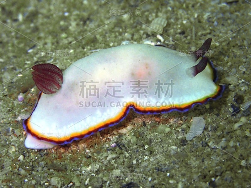 nudibranch chromo多丽丝在我的祖父Abdul Rahman Park, Kinaba