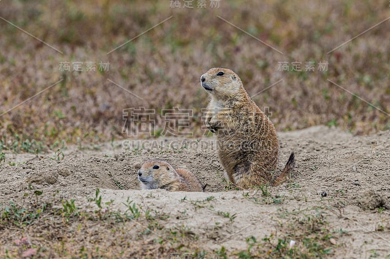 黑尾草原土拨鼠(Cynomys ludovicianus)是土拨鼠科的一种啮齿动物，生活在北美大平原