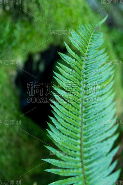 蕨叶与绿色苔藓覆盖的树干在背景的细节