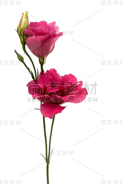 eustoma花