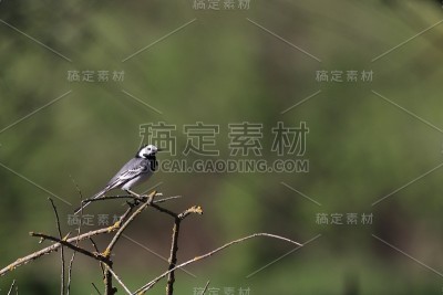 鹡鸰鸟
