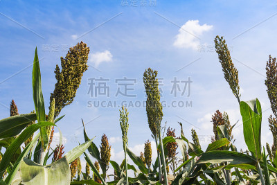 高粱领域