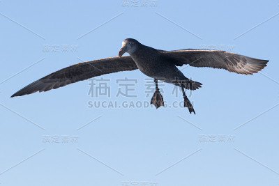 北方巨海燕——哈利巨海燕