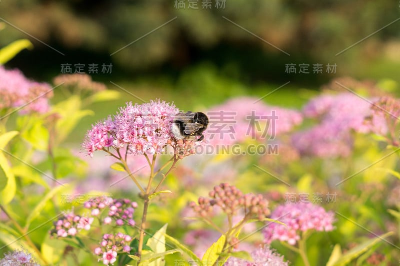 大黄蜂在花