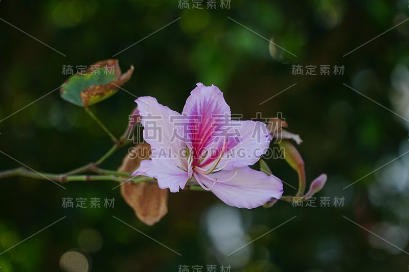 紫荆花，香港的市花