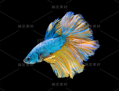 美丽的斗鱼灿烂的半月暹罗斗鱼。