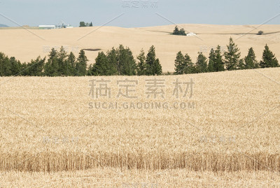 帕卢斯准备收割的麦田