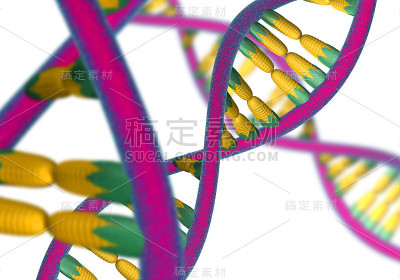 基因玉米