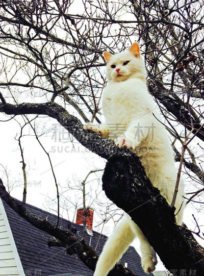 雄伟的猫