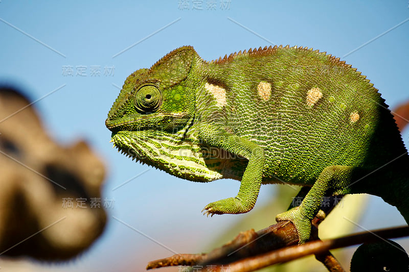 地毯变色龙(Furcifer lateralis) -稀有马达加斯加特有