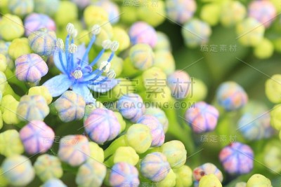 绣球花近