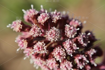 蜂斗菜花宏