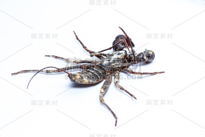 孤立的鞭子蝎子