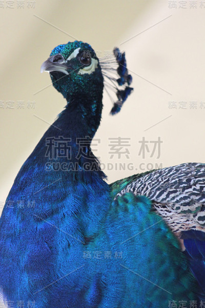 孔雀鸟