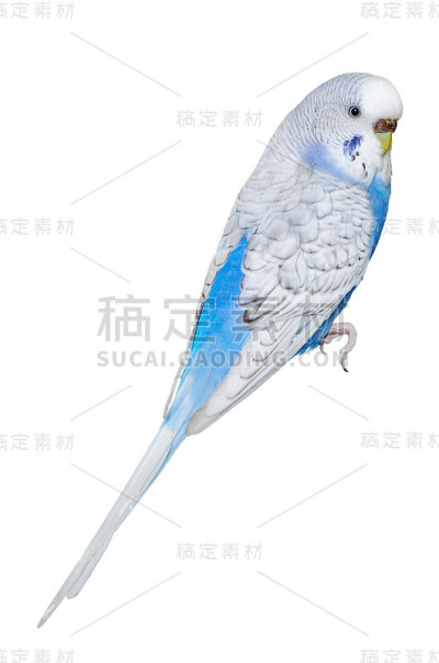 虎皮鹦鹉孤立在白色上