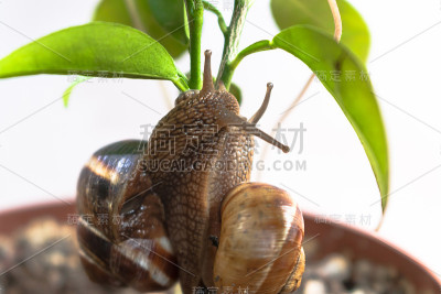 两只蜗牛在花盆里和植物一起爬行玩耍