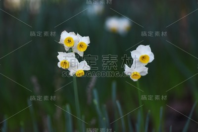 水仙花儿