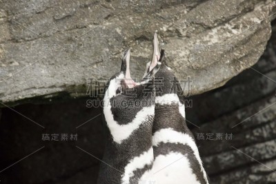 麦哲伦企鹅大喊大叫