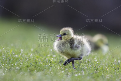 加拿大鹅宝宝