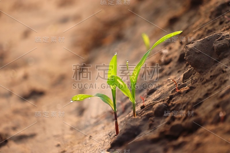 在自然光下种植玉米的概念