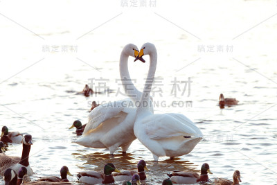大天鹅夫妇在鸭子中间