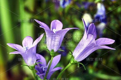 紫色风铃花的细节
