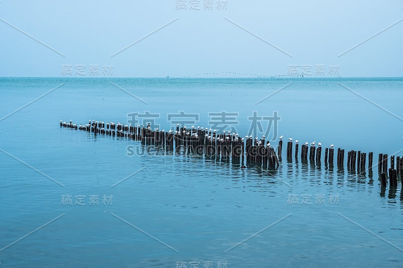 格鲁吉亚波蒂，黑海防波堤上的海鸥