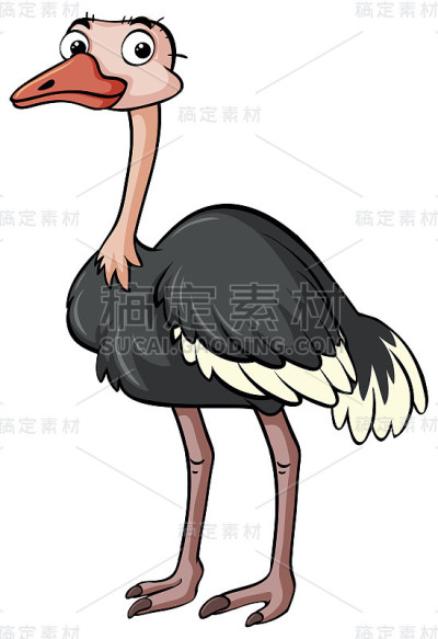 鸵鸟站在白色的背景上