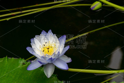 池塘里盛开的蓝莲花