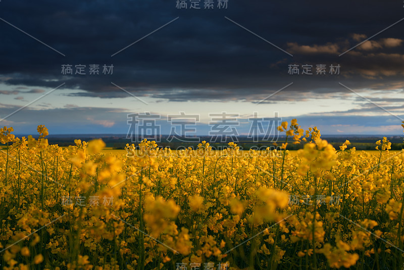 美丽的日落黄花油菜田，明亮的春天景观，黑暗的天空，云彩和阳光