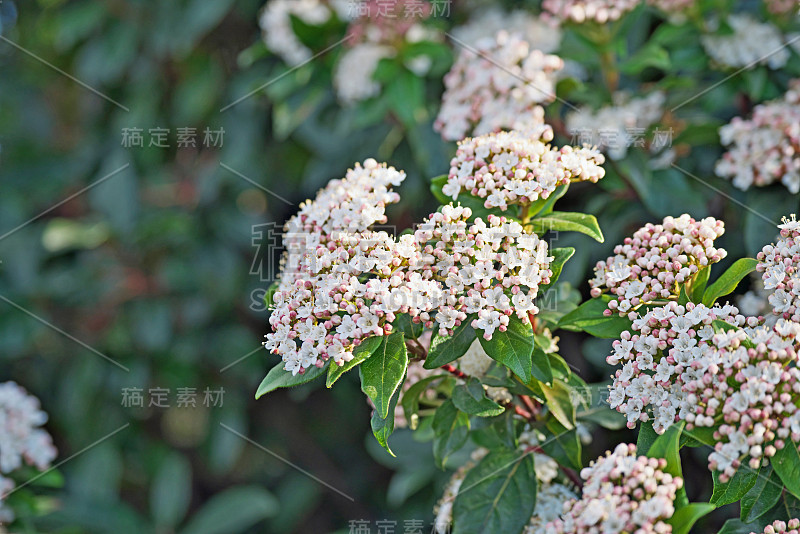 荚莲属的植物tinus