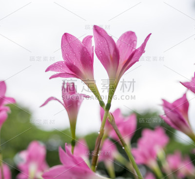 美丽的粉红色花朵