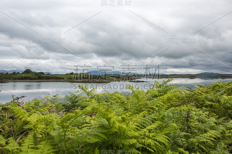 在前景用蕨类植物提示海湾场景