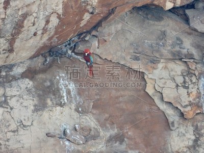 红绿金刚鹦鹉
