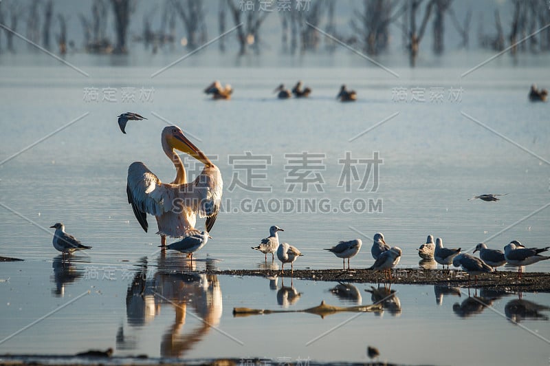 科尼亚泛滥的纳库鲁湖中的鸟儿在沉思