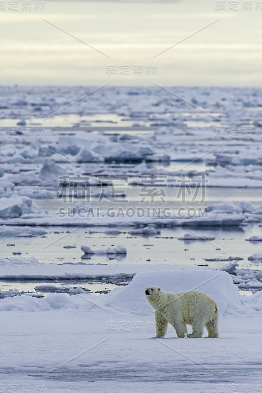 北极熊(Ursus maritimus)是一种原产于北极圈及其周围海域的北极熊。